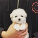 Gezellige Maltese puppy wacht nu op een nieuw huis - 2 - Thumbnail