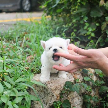 Gezellige Maltese puppy wacht nu op een nieuw huis - 3