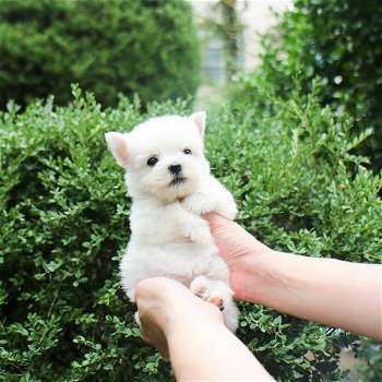 Gezellige Maltese puppy wacht nu op een nieuw huis - 4