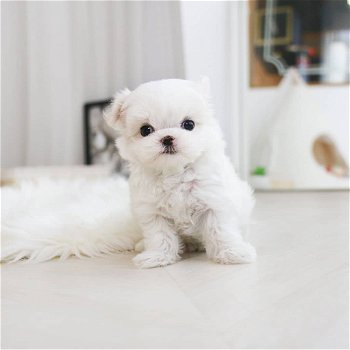 Gezellige Maltese puppy wacht nu op een nieuw huis - 5