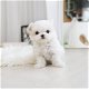 Gezellige Maltese puppy wacht nu op een nieuw huis - 5 - Thumbnail