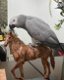 een cadeau weg schattige Afrikaanse grijze papegaai - 0 - Thumbnail