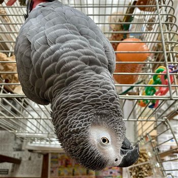 een cadeau weg schattige Afrikaanse grijze papegaai - 1