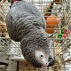 een cadeau weg schattige Afrikaanse grijze papegaai - 1 - Thumbnail