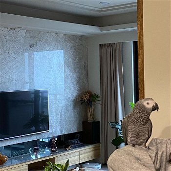 een cadeau weg schattige Afrikaanse grijze papegaai - 2