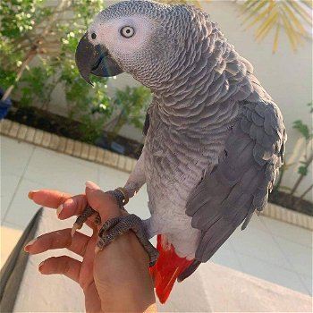 een cadeau weg schattige Afrikaanse grijze papegaai - 3