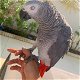een cadeau weg schattige Afrikaanse grijze papegaai - 3 - Thumbnail