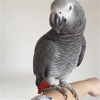 een cadeau weg schattige Afrikaanse grijze papegaai - 4
