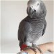 een cadeau weg schattige Afrikaanse grijze papegaai - 4 - Thumbnail