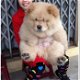 gezellige chow chow - 2 - Thumbnail