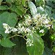 Begonia Glabra 10 zaden - 0 - Thumbnail