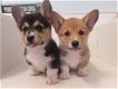 Welsh Pembroke Corgi Puppies Beschikbaar - 0 - Thumbnail
