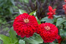 Zinnia Elegans dahliaflowered Cherry Queen 1 gram 100 zaden