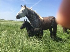 drachtige percheron trekpaardmerries