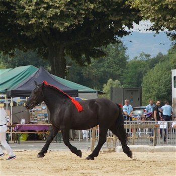 drachtige percheron trekpaardmerries - 1