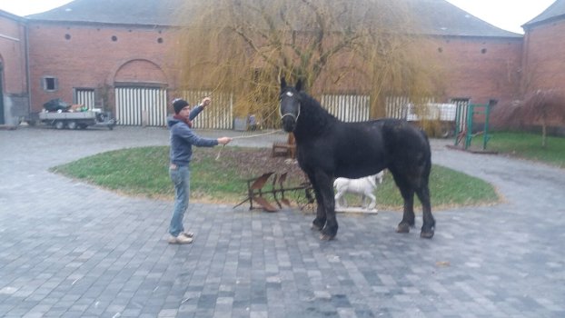 drachtige percheron trekpaardmerries - 2