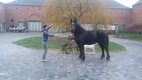 drachtige percheron trekpaardmerries - 2 - Thumbnail