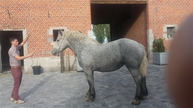 drachtige percheron trekpaardmerries - 3