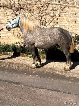 drachtige percheron trekpaardmerries - 4