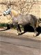 drachtige percheron trekpaardmerries - 4 - Thumbnail