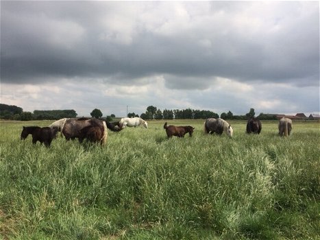 drachtige percheron trekpaardmerries - 5