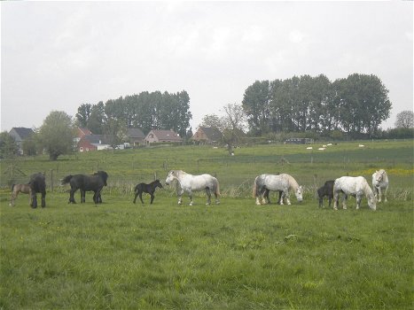 drachtige percheron trekpaardmerries - 6