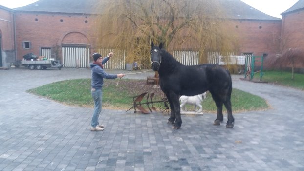 drachtige percheron trekpaardmerries - 2