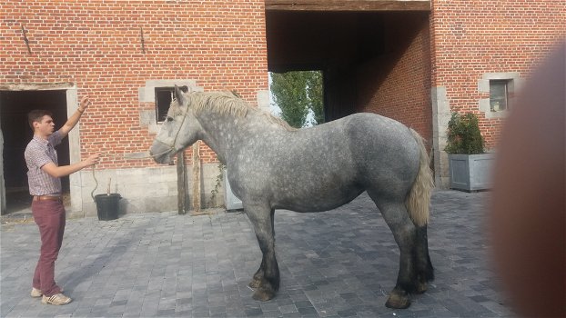 drachtige percheron trekpaardmerries - 4