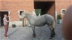 drachtige percheron trekpaardmerries - 4 - Thumbnail