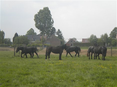 drachtige percheron trekpaardmerries - 6