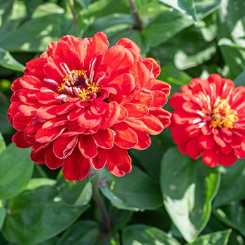 Zinnia Elegans dahliaflowered Will Rogers 1 gram 100 zaden - 0