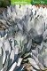 Agave parryi subsp. parryi Parry's Agave 10 zaden - 0 - Thumbnail