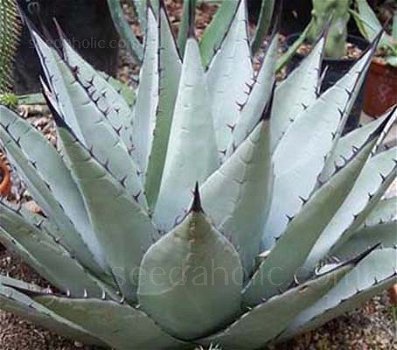 Agave parryi subsp. parryi Parry's Agave 10 zaden - 1