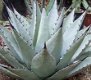 Agave parryi subsp. parryi Parry's Agave 10 zaden - 1 - Thumbnail