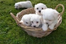 Leuke en gezonde Maltese puppy's voor elke gelukkige