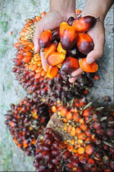 palmolie voor koken, biodiesel en ander gebruik - 0