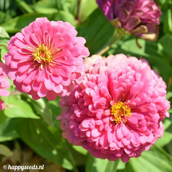 Zinnia Elegans dahlia flowered Esquisite Light Rosa 1 gram 100 zaden - 0