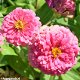 Zinnia Elegans dahlia flowered Esquisite Light Rosa 1 gram 100 zaden - 0 - Thumbnail