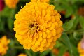Zinnia Elegans dahlia flowered Golden State Golden Orange 1 gram 100 zaden - 0 - Thumbnail