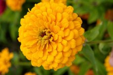 Zinnia Elegans dahlia flowered Golden State Golden Orange 1 gram 100 zaden