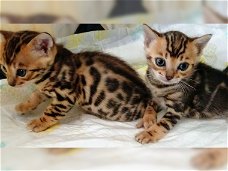 Super Bengaalse kittens beschikbaar.