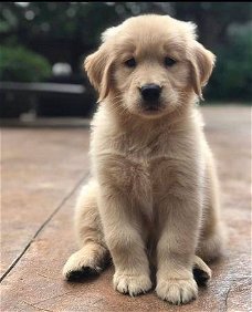 Leuke en gezonde Golden Retriever-puppy's beschikbaar