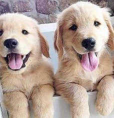 Leuke en gezonde Golden Retriever-puppy's beschikbaar