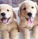 Leuke en gezonde Golden Retriever-puppy's beschikbaar - 0 - Thumbnail