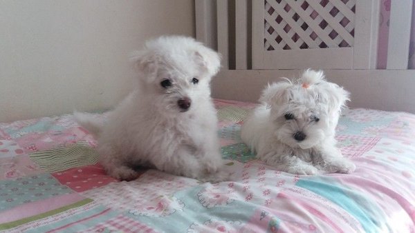 Kc geregistreerde Maltese pups - 0