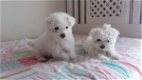 Kc geregistreerde Maltese pups - 0 - Thumbnail