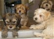 Havanezer puppies - 0 - Thumbnail