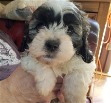  Mooie Shihpoo-puppy's