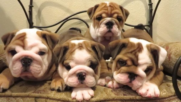 prachtige engelse bulldog pups! - 0