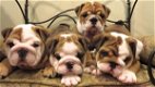 prachtige engelse bulldog pups! - 0 - Thumbnail